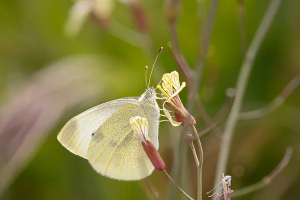 Beau Papillon Sur Une Fleur Jaune Sauvage Une Prairie Portugaise — Photo