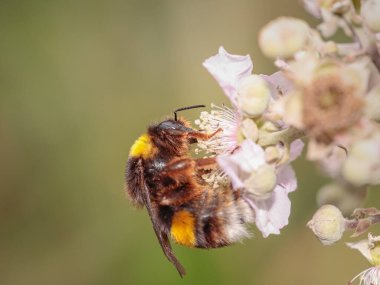 Kuzey Portekiz çayırında yabani bir çiçeğin polenini emen arı. Makro fotoğraf.
