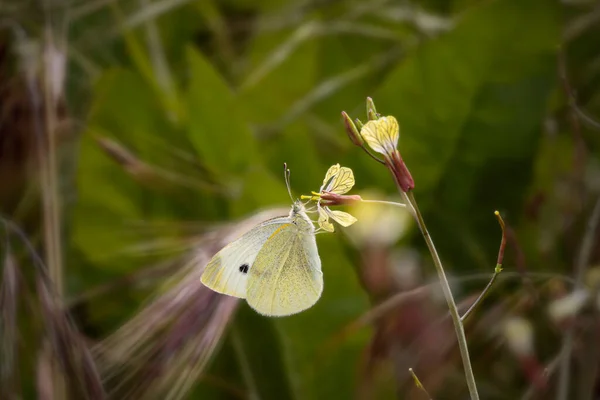 北ポルトガルの牧草地から野生の黄色の花に美しい蝶 — ストック写真