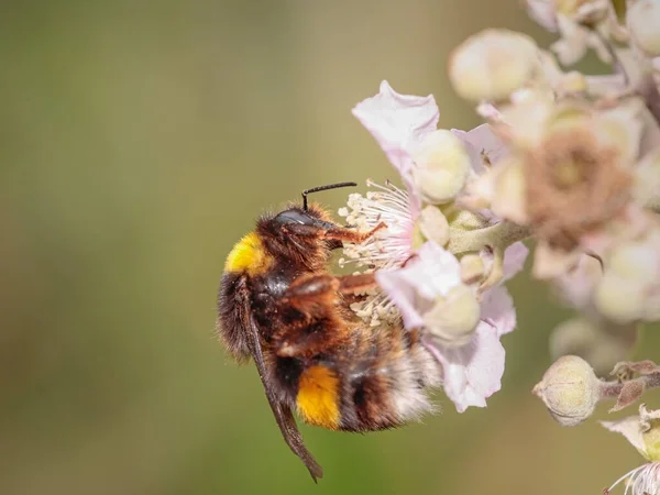 Bee Sucken Pollen Wild Flower Northern Portuguese Meadow Macro Photo — Foto Stock