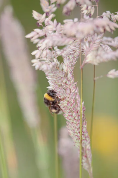 Polline Api Succhiate Fiore Selvatico Prato Portoghese Settentrionale — Foto Stock