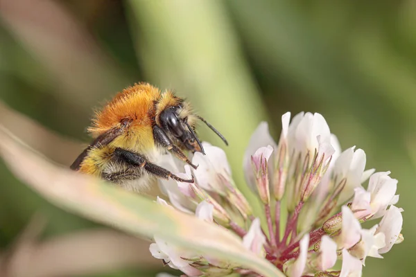 Ape Succhia Polline Fiore Selvatico Prato Portoghese Settentrionale Macro Foto — Foto Stock