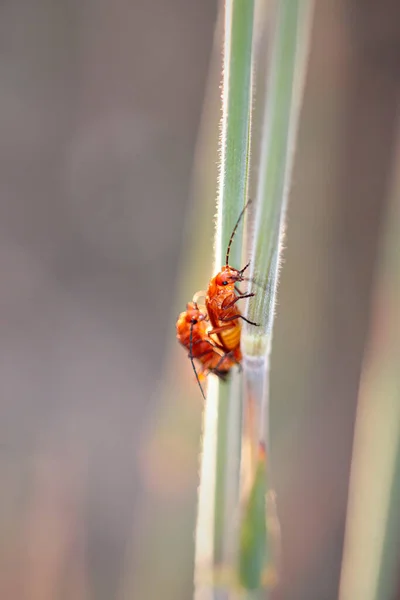 Pequeño Insecto Rojo Una Pradera Portuguesa Del Norte Apareamiento — Foto de Stock