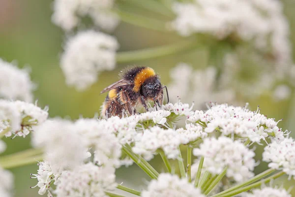 Bee Sucken Pollen Wild Flower Northern Portuguese Meadow Macro Photo — Foto Stock