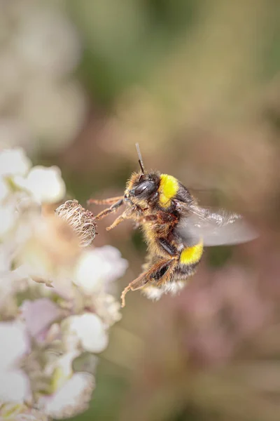 Bee Flight Flowers Its Pollen Nectar Gathering Activity — Photo