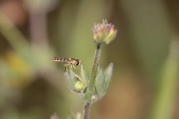 Beautiful Colorful Fly Northern Portuguese Meadow — Stockfoto