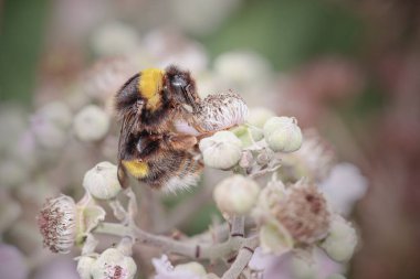 Kuzey Portekiz çayırında yabani bir çiçeğin polenini emen arı. Makro fotoğraf.