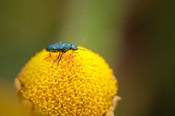 Macro Beautiful Green Metallic Bug Yellow Flower Northern Portuguese Meadow — Foto Stock