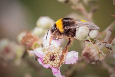 Kuzey Portekiz çayırında yabani bir çiçeğin polenini emen arı. Makro fotoğraf.