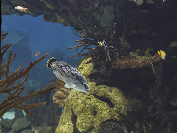 Прекрасная Тропическая Соленая Рыба Фотография Аквариума — стоковое фото