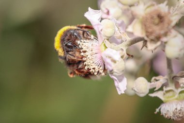 Kuzey Portekiz çayırında yabani bir çiçeğin polenini emen arı. Makro fotoğraf.