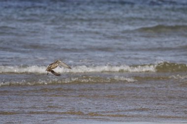 Sandpiper uçuyor. Kuzey Portekiz kıyıları.