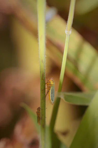 Colorful Small Cicada Northern Portuguese Meadow — Stock Photo, Image