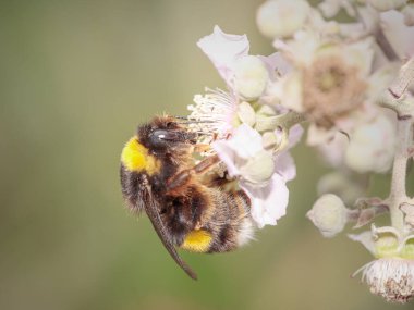 Kuzey Portekiz çayırında yabani bir çiçeğin polenini emen arı. Makro fotoğraf.