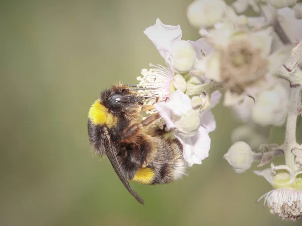 Bee Sucken Pollen Wild Flower Northern Portuguese Meadow Macro Photo — Foto Stock