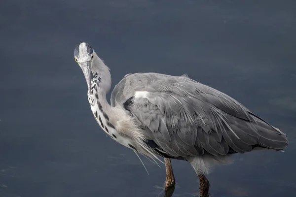 Héron Juvénile Gros Plan Frontière Fleuve Douro Nord Portugal — Photo