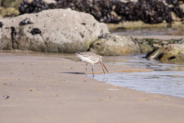 Sandpiper Comiendo Gusano Costa Norte Portuguesa —  Fotos de Stock