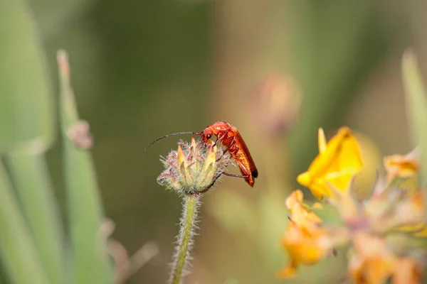 Beautiful Red Bug Macro Northern Portuguese Meadow — Photo