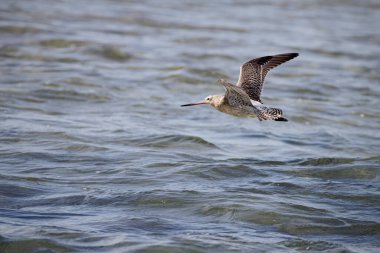 Çulluk uçuşu. Kuzey Portekiz kıyıları.