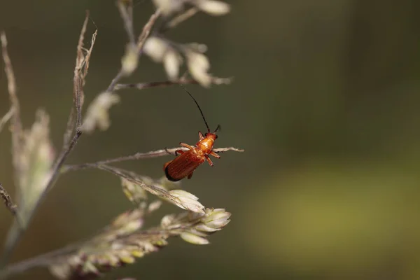 Red Bug Northern Portuguese Meadow — Photo