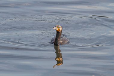 Portekiz 'in kuzeyindeki Douro Nehri' ndeki balık avı sırasında karabatak.