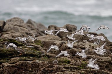 Sanderlings kuzey Portekiz sahillerinde uçuyor.