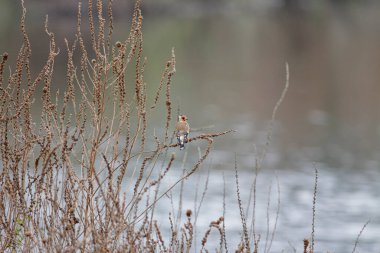 Avrupa ispinozu, Portekiz 'in kuzeyindeki Lima Nehri sınır çimlerinin üzerine tünemişti.