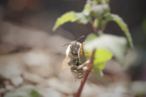 Honneybee Dans Une Prairie Portugaise Nord Dof Peu Profond — Photo