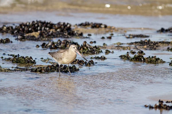 Sandpiper Looking Sea Worms Low Tide Northern Portuguese Beach — Stock Photo, Image