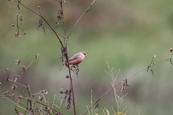 Gewöhnliche Wachsvögel Suchen Gras Ufer Eines Flusses Nach Nahrung — Stockfoto