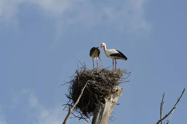 Stork Par Mot Blå Himmel Söder Portugal — Stockfoto
