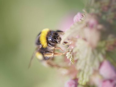 Yabani çiçeklerden polen emen arılar