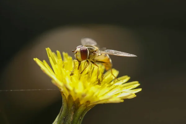 Méhek Virágport Szívnak Egy Sárga Vadvirágból — Stock Fotó