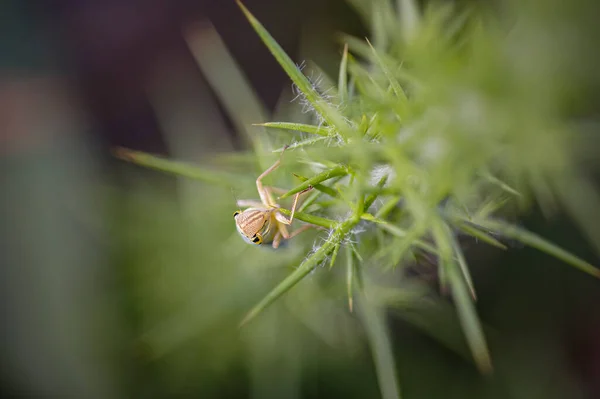 Macro Uma Pequena Cigarra Colorida Prado Norte Portugal — Fotografia de Stock