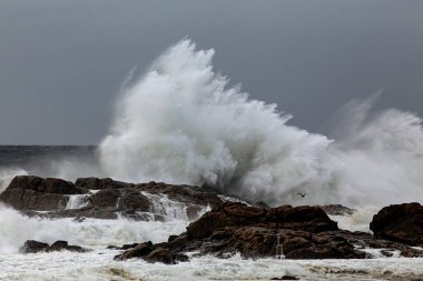 Büyük fırtınalı deniz dalgası sıçraması. Kuzey Portekiz kayalık kıyıları.