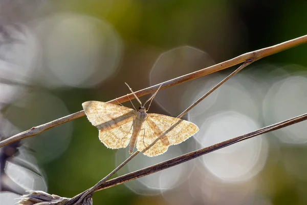 Papillon Rétro Éclairé Doux Contre Fond Fusée Naturelle — Photo