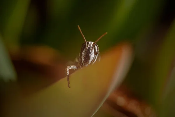 Hiden Grasshoper Dans Une Prairie Portugaise Nord Près Mer — Photo
