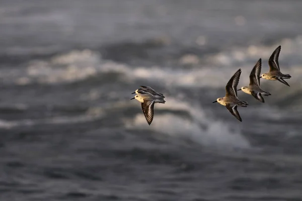 Sanderlingowie Uciekają Nad Północnym Wybrzeżem Portugalii Zimowe Popołudnie Ostatnie Promienie — Zdjęcie stockowe