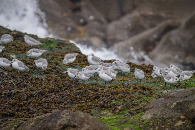 Sanderlings, Portekiz 'in kuzey kıyısındaki gelgitler arasında dinleniyor.