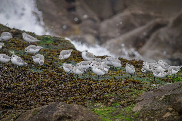 Sanderlings Descansando Las Rocas Costa Norte Portuguesa Entre Mareas —  Fotos de Stock