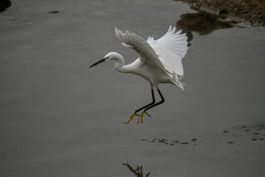 Balıkçılık yaparken Akbalıkçıl Douro nehrinin üzerinde süzülüyor.