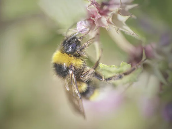 Ape Succhiare Polline Fiore Selvatico — Foto Stock