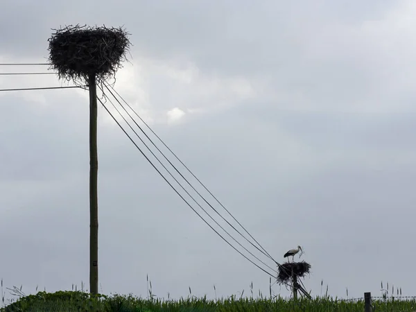 Stork Häckar Söder Portugal Lynnig Dag — Stockfoto