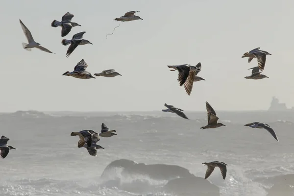 Soft Backlit Flock Seagulls Flight Northern Portuguese Coast — Stock Photo, Image