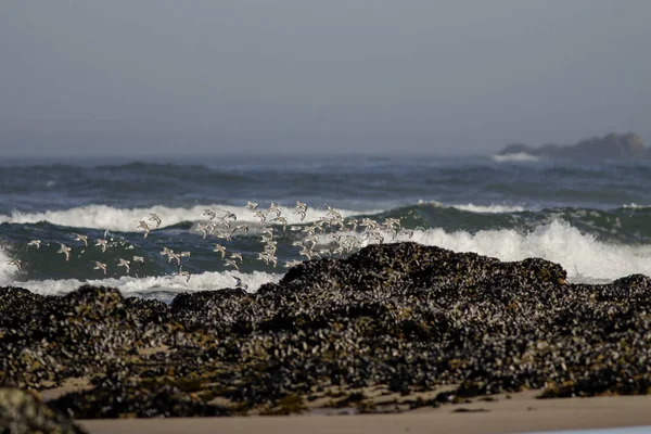 Schwarm Von Sanderlingen Flug Über Die Nordportugiesische Felsküste Bei Ebbe — Stockfoto