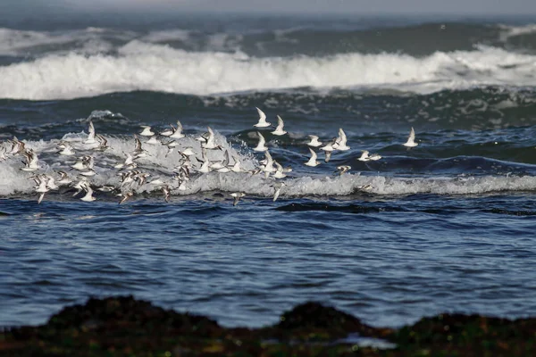 Flock Sanderlings Flight Northern Portuguese Rocky Coast — Stock Photo, Image