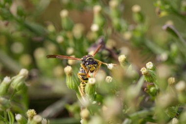 Avrupa eşekarısı Kuzey Portekiz çayır çiçeklerinden polen emiyor.