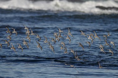 Kuzey Portekiz kayalık kıyılarında uçan kumkuşları sürüsü.