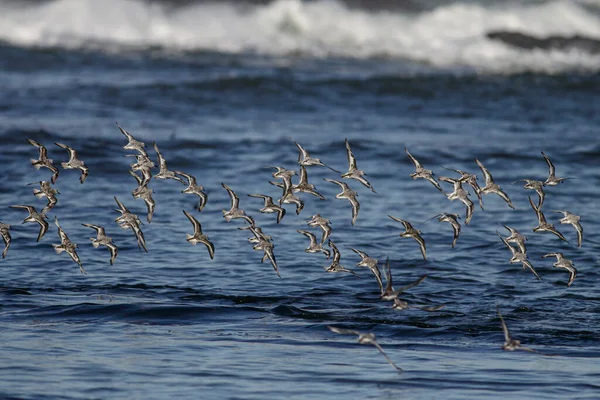 Flock Sanderlings Flight Northern Portuguese Rocky Coast —  Fotos de Stock