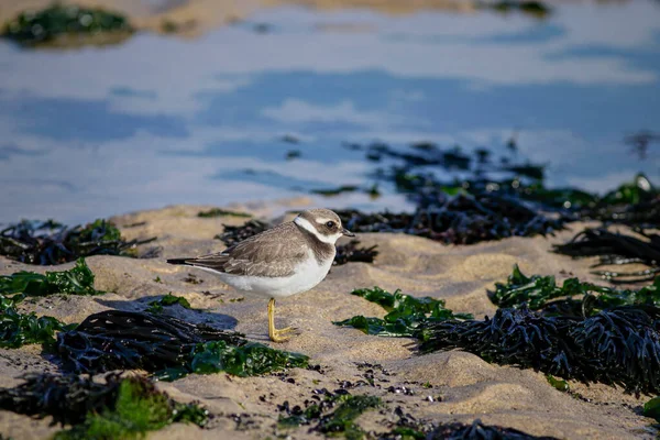 Plover Rocky Beach Low Tide — Stock Fotó